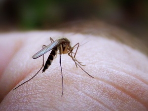 Diệt côn trùng bằng bốn chất tự nhiên